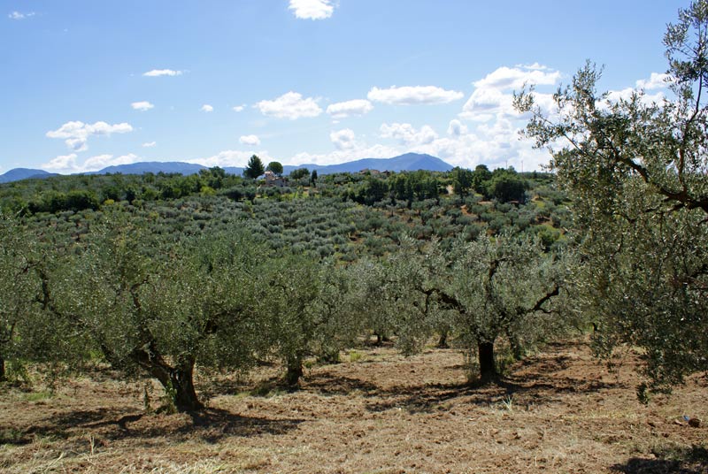 Gli Olivi Monumentali nel Comune di Fara in Sabina - olivisecolari.it